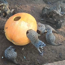 Meerkats and a pumpkin
